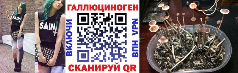 Псилоцибиновые грибы прущие грибы  Ялта 